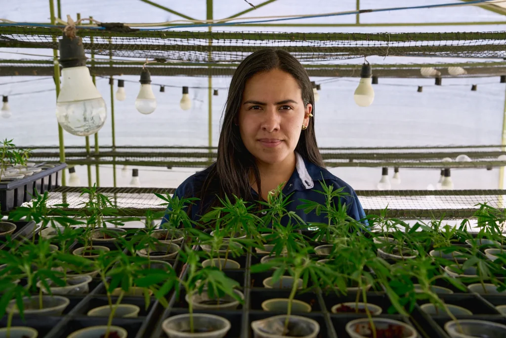 Cultivo de cannabis en las instalaciones de Cannabissalud
